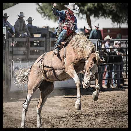 Horse Rodeo